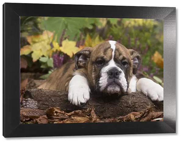 13132100. English Bulldog puppy outdoors in Autumn Date