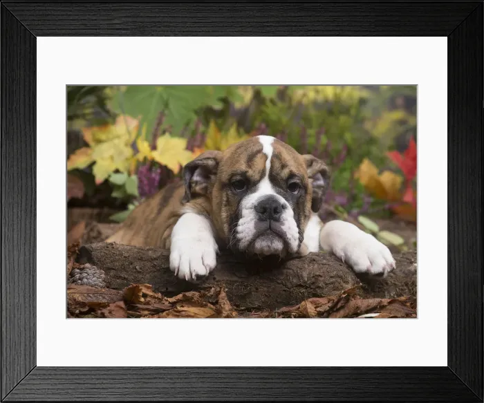 Framed Print : 13132100. English Bulldog puppy outdoors in Autumn Date Framed Print : 13132100. English Bulldog puppy outdoors in Autumn Date