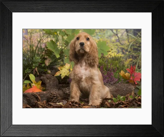 Framed Print : 13132102. Cocker Spaniel puppy outdoors in Autumn Date Framed Print : 13132102. Cocker Spaniel puppy outdoors in Autumn Date