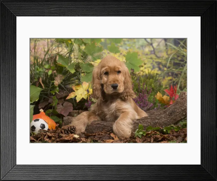 Framed Print : 13132103. Cocker Spaniel puppy outdoors in Autumn Date Framed Print : 13132103. Cocker Spaniel puppy outdoors in Autumn Date