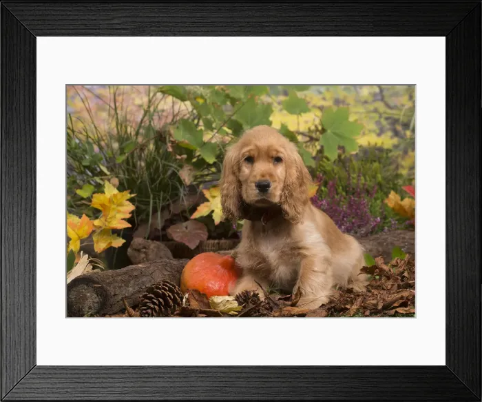 Framed Print : 13132105. Cocker Spaniel puppy outdoors in Autumn Date Framed Print : 13132105. Cocker Spaniel puppy outdoors in Autumn Date