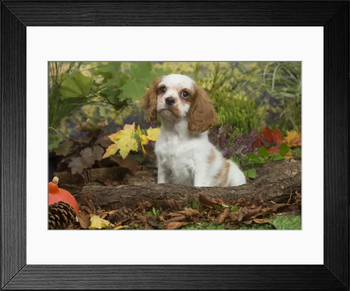 Framed Print : 13132106. Cavalier King Charles Spaniel puppy outdoors in Autumn Date Framed Print : 13132106. Cavalier King Charles Spaniel puppy outdoors in Autumn Date