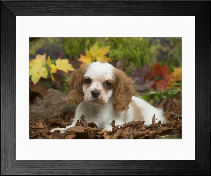 Framed Print : 13132107. Cavalier King Charles Spaniel puppy outdoors in Autumn Date Framed Print : 13132107. Cavalier King Charles Spaniel puppy outdoors in Autumn Date