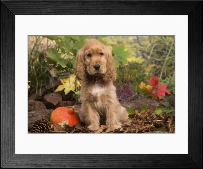 Framed Print : 13132104. Cocker Spaniel puppy outdoors in Autumn Date Framed Print : 13132104. Cocker Spaniel puppy outdoors in Autumn Date