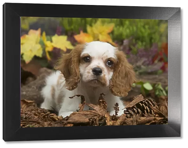 13132108. Cavalier King Charles Spaniel puppy outdoors in Autumn Date