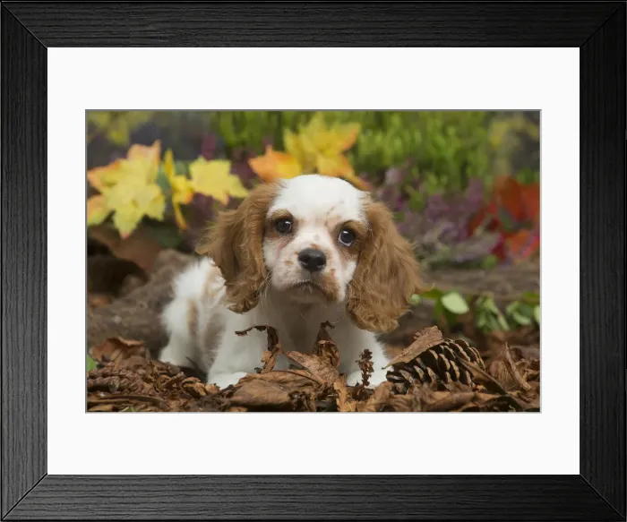 Framed Print : 13132108. Cavalier King Charles Spaniel puppy outdoors in Autumn Date Framed Print : 13132108. Cavalier King Charles Spaniel puppy outdoors in Autumn Date