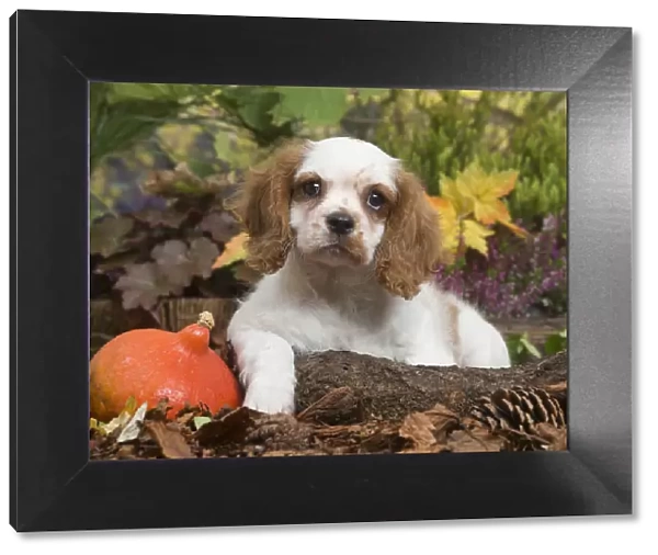 13132110. Cavalier King Charles Spaniel puppy outdoors in Autumn Date