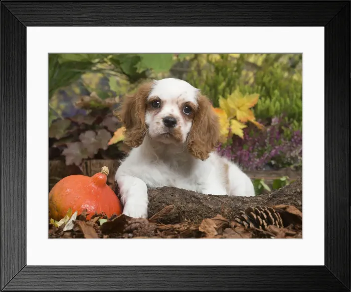 Framed Print : 13132110. Cavalier King Charles Spaniel puppy outdoors in Autumn Date Framed Print : 13132110. Cavalier King Charles Spaniel puppy outdoors in Autumn Date