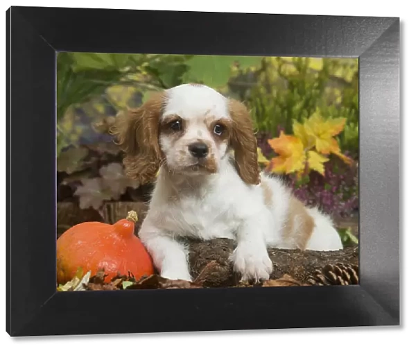 13132109. Cavalier King Charles Spaniel puppy outdoors in Autumn Date