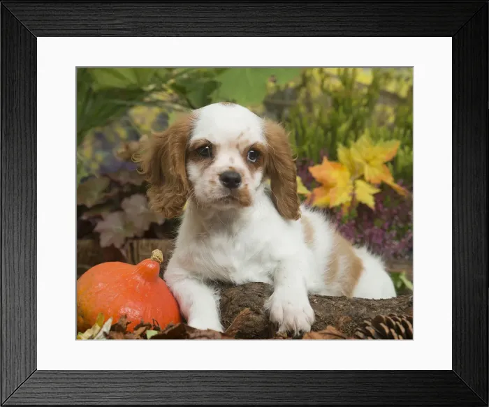 Framed Print : 13132109. Cavalier King Charles Spaniel puppy outdoors in Autumn Date Framed Print : 13132109. Cavalier King Charles Spaniel puppy outdoors in Autumn Date
