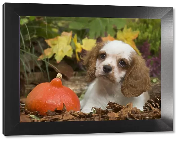 13132111. Cavalier King Charles Spaniel puppy outdoors in Autumn Date