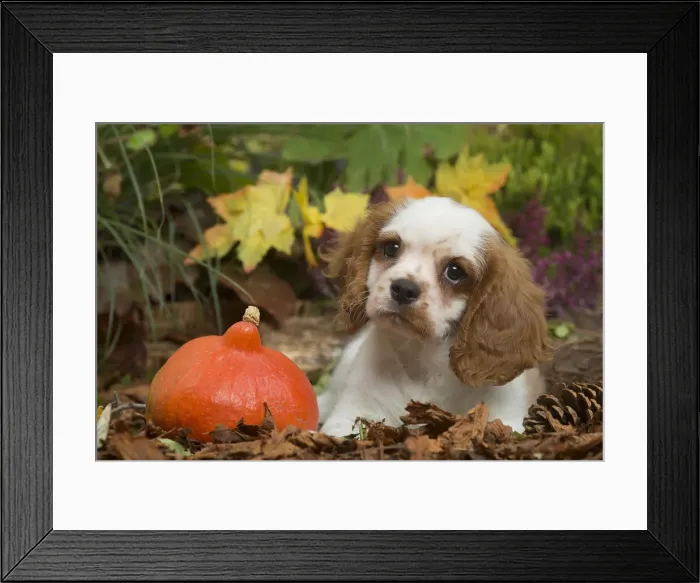 Framed Print : 13132111. Cavalier King Charles Spaniel puppy outdoors in Autumn Date Framed Print : 13132111. Cavalier King Charles Spaniel puppy outdoors in Autumn Date