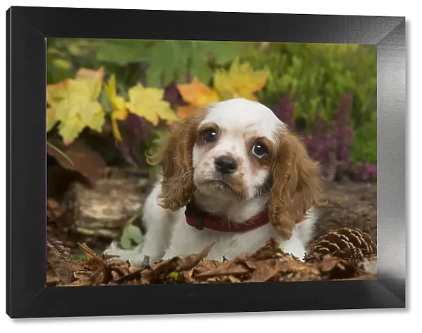 13132112. Cavalier King Charles Spaniel puppy outdoors in Autumn Date