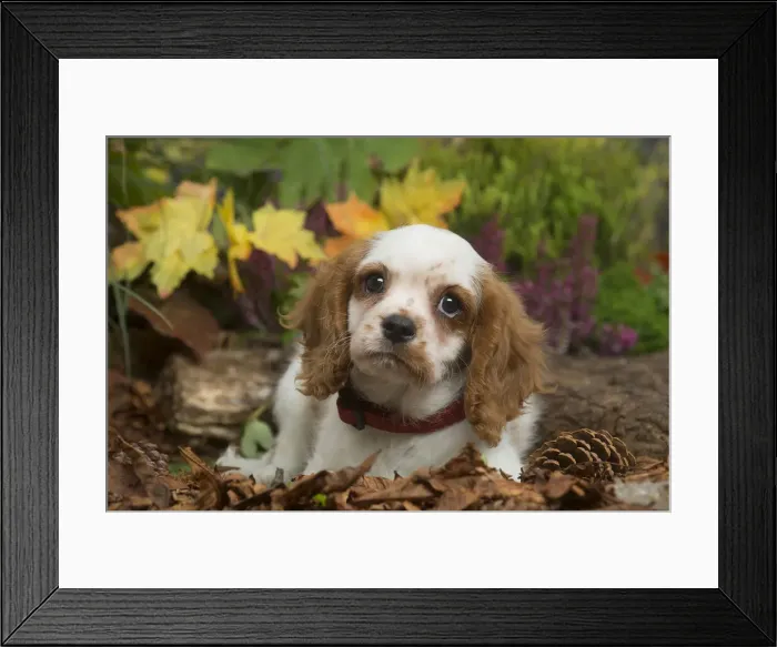 Framed Print : 13132112. Cavalier King Charles Spaniel puppy outdoors in Autumn Date