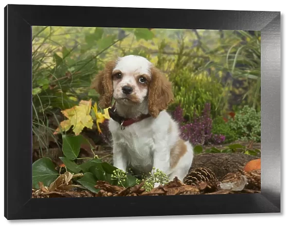 13132114. Cavalier King Charles Spaniel puppy outdoors in Autumn Date