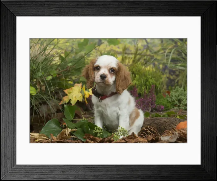 Framed Print : 13132114. Cavalier King Charles Spaniel puppy outdoors in Autumn Date Framed Print : 13132114. Cavalier King Charles Spaniel puppy outdoors in Autumn Date