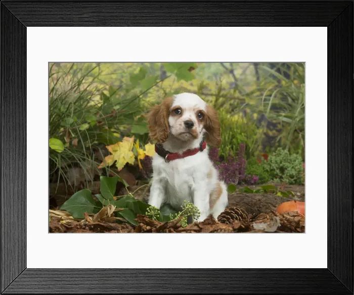 Framed Print : 13132113. Cavalier King Charles Spaniel puppy outdoors in Autumn Date Framed Print : 13132113. Cavalier King Charles Spaniel puppy outdoors in Autumn Date