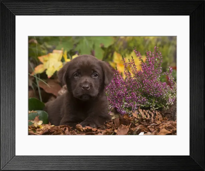 Framed Print : 13132115. Chocolate Labrador puppy outdoors in Autumn Date Framed Print : 13132115. Chocolate Labrador puppy outdoors in Autumn Date