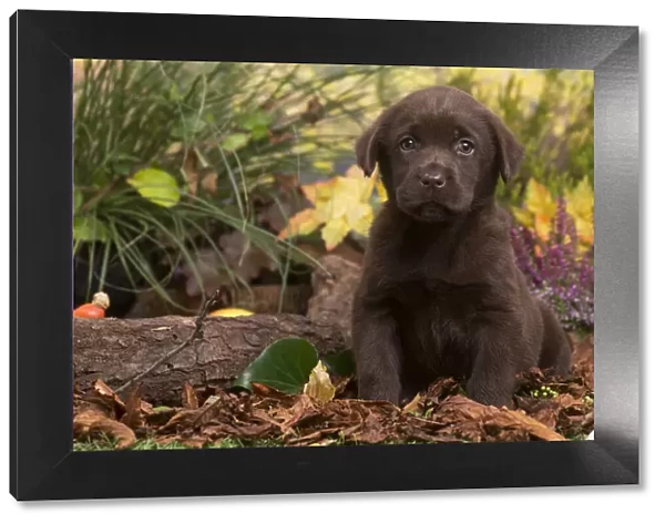 13132117. Chocolate Labrador puppy outdoors in Autumn Date