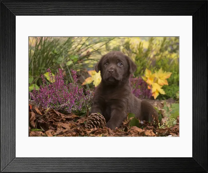 Framed Print : 13132119. Chocolate Labrador puppy outdoors in Autumn Date Framed Print : 13132119. Chocolate Labrador puppy outdoors in Autumn Date
