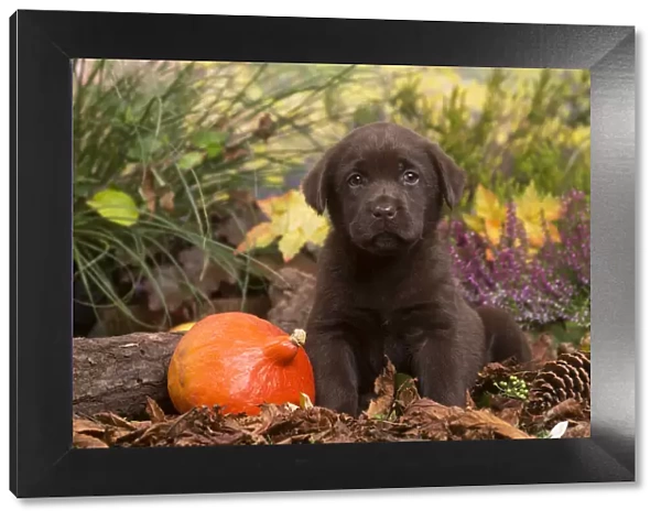 13132118. Chocolate Labrador puppy outdoors in Autumn Date