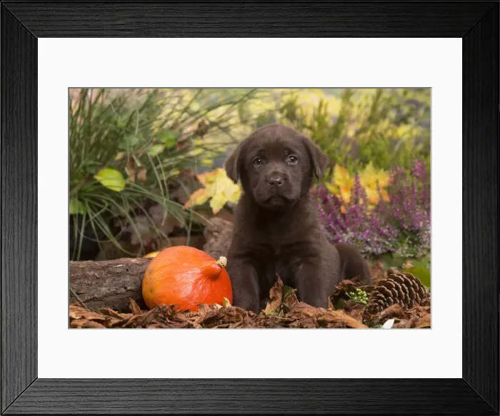 Framed Print : 13132118. Chocolate Labrador puppy outdoors in Autumn Date Framed Print : 13132118. Chocolate Labrador puppy outdoors in Autumn Date
