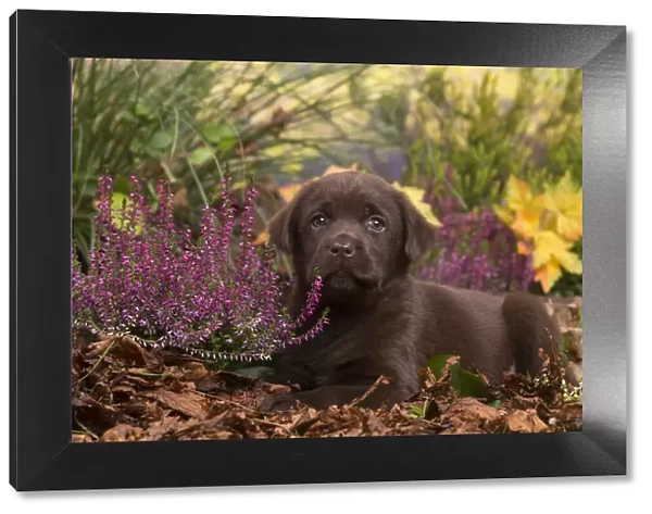 13132120. Chocolate Labrador puppy outdoors in Autumn Date