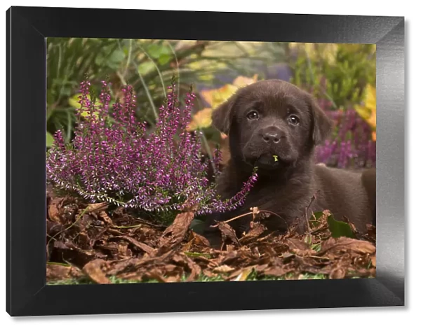 13132121. Chocolate Labrador puppy outdoors in Autumn Date