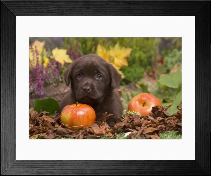 Framed Print : 13132123. Chocolate Labrador puppy outdoors in Autumn Date Framed Print : 13132123. Chocolate Labrador puppy outdoors in Autumn Date
