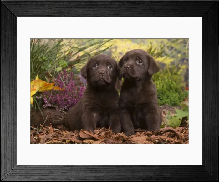 Framed Print : 13132124. Two Chocolate Labrador puppies outdoors in Autumn Date Framed Print : 13132124. Two Chocolate Labrador puppies outdoors in Autumn Date