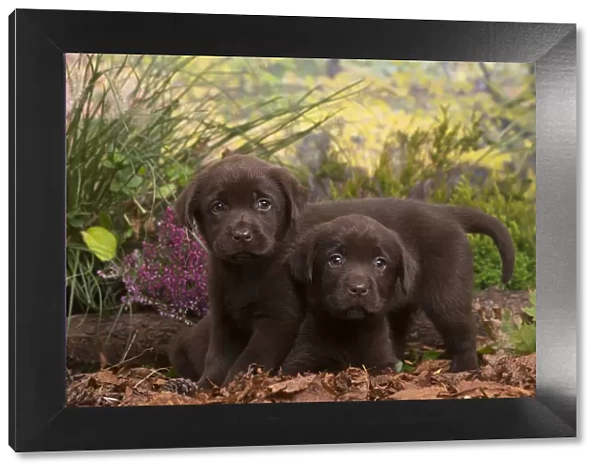 13132125. Two Chocolate Labrador puppies outdoors in Autumn Date