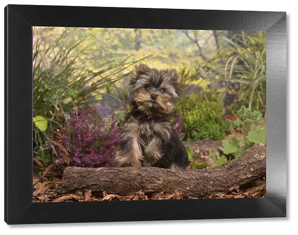 13132126. Yorkshire Terrier puppy outdoors in Autumn Date