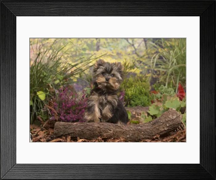 Framed Print : 13132126. Yorkshire Terrier puppy outdoors in Autumn Date Framed Print : 13132126. Yorkshire Terrier puppy outdoors in Autumn Date