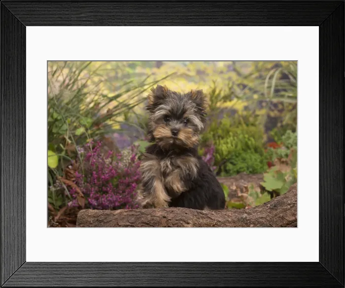 Framed Print : 13132127. Yorkshire Terrier puppy outdoors in Autumn Date Framed Print : 13132127. Yorkshire Terrier puppy outdoors in Autumn Date