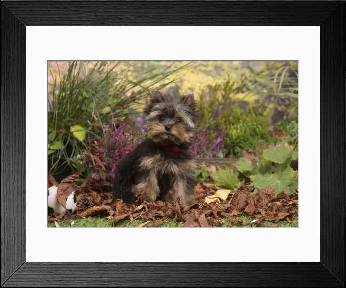 Framed Print : 13132128. Yorkshire Terrier puppy outdoors in Autumn Date Framed Print : 13132128. Yorkshire Terrier puppy outdoors in Autumn Date