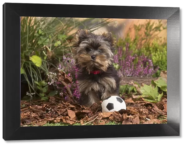 13132129. Yorkshire Terrier puppy outdoors in Autumn Date