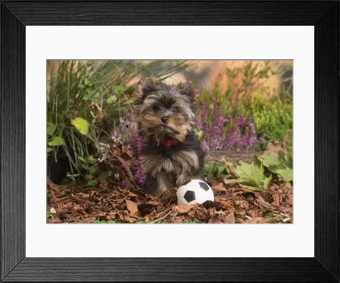 Framed Print : 13132129. Yorkshire Terrier puppy outdoors in Autumn Date Framed Print : 13132129. Yorkshire Terrier puppy outdoors in Autumn Date