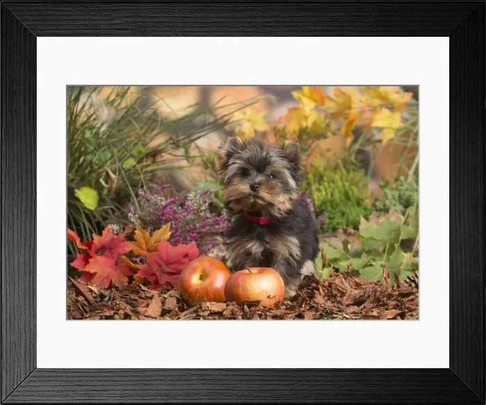 Framed Print : 13132130. Yorkshire Terrier puppy outdoors in Autumn Date Framed Print : 13132130. Yorkshire Terrier puppy outdoors in Autumn Date