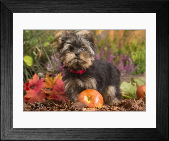 Framed Print : 13132131. Yorkshire Terrier puppy outdoors in Autumn Date Framed Print : 13132131. Yorkshire Terrier puppy outdoors in Autumn Date