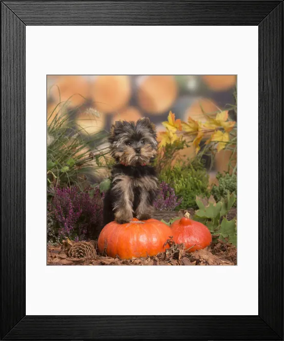 Framed Print : 13132132. Yorkshire Terrier puppy outdoors in Autumn Date
