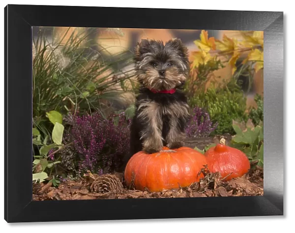 13132133. Yorkshire Terrier puppy outdoors in Autumn Date