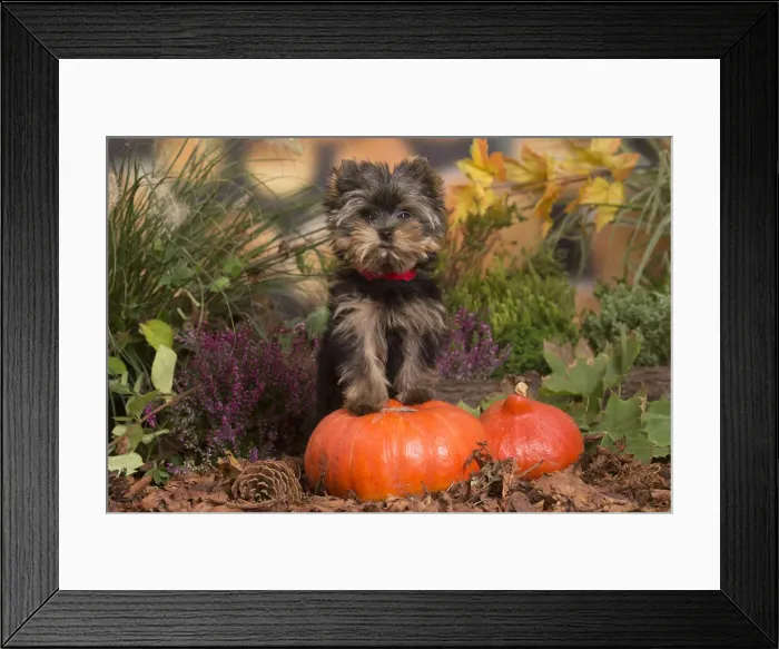 Framed Print : 13132133. Yorkshire Terrier puppy outdoors in Autumn Date Framed Print : 13132133. Yorkshire Terrier puppy outdoors in Autumn Date