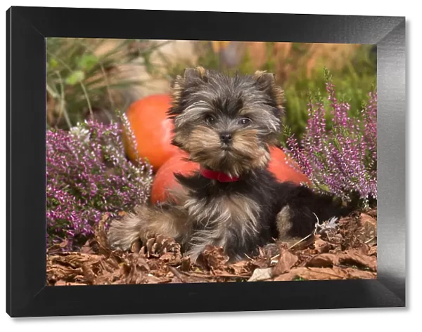 13132134. Yorkshire Terrier puppy outdoors in Autumn Date