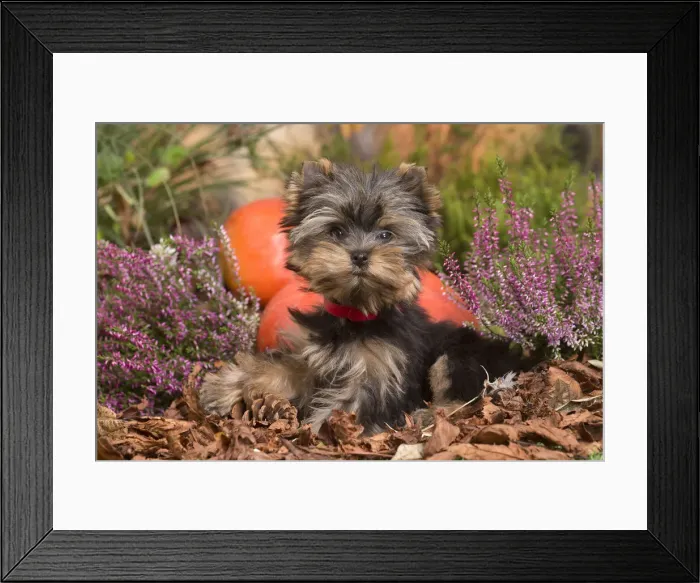 Framed Print : 13132134. Yorkshire Terrier puppy outdoors in Autumn Date Framed Print : 13132134. Yorkshire Terrier puppy outdoors in Autumn Date