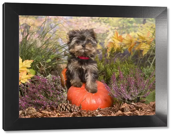 13132135. Yorkshire Terrier puppy outdoors in Autumn Date