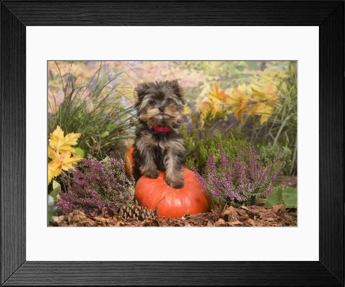 Framed Print : 13132135. Yorkshire Terrier puppy outdoors in Autumn Date Framed Print : 13132135. Yorkshire Terrier puppy outdoors in Autumn Date