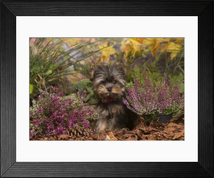 Framed Print : 13132136. Yorkshire Terrier puppy outdoors in Autumn Date Framed Print : 13132136. Yorkshire Terrier puppy outdoors in Autumn Date