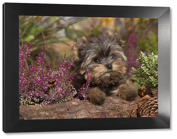 13132137. Yorkshire Terrier puppy outdoors in Autumn Date