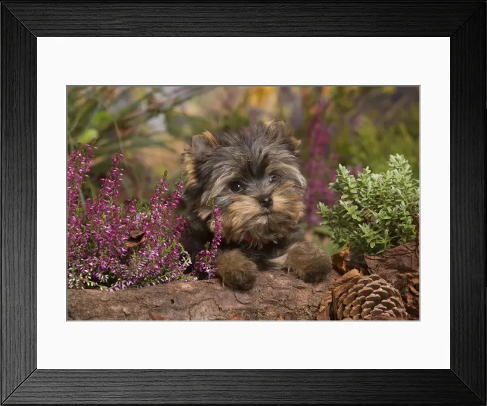 Framed Print : 13132137. Yorkshire Terrier puppy outdoors in Autumn Date Framed Print : 13132137. Yorkshire Terrier puppy outdoors in Autumn Date