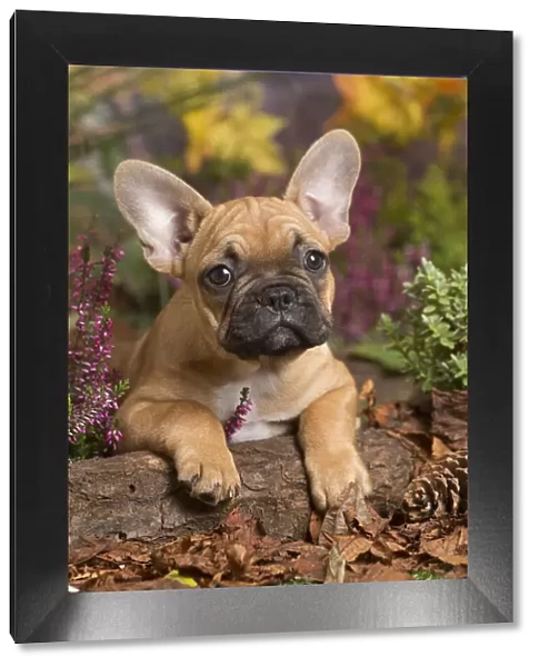 13132139. French Bulldog puppy outdoors in Autumn Date
